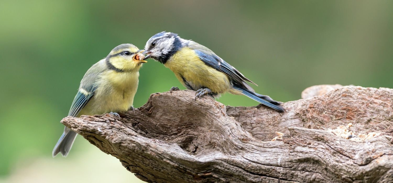 Blaumeise füttert Blaumeisenkind